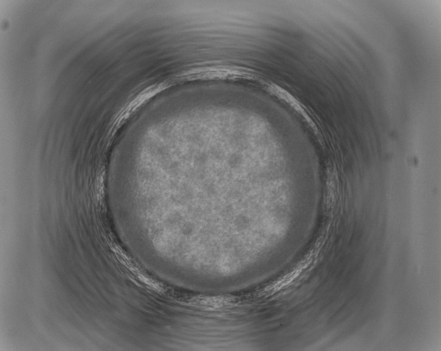 X0000085000778200703191049