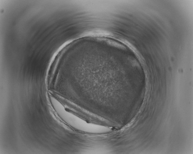 X0000085000864200703191048