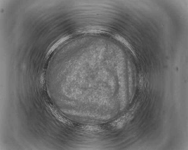 X0000085000874200703191047