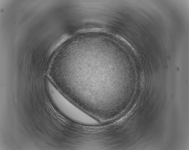 X0000085000921200703191046