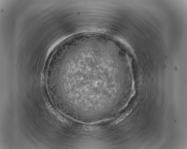 X0000085000928200703191046