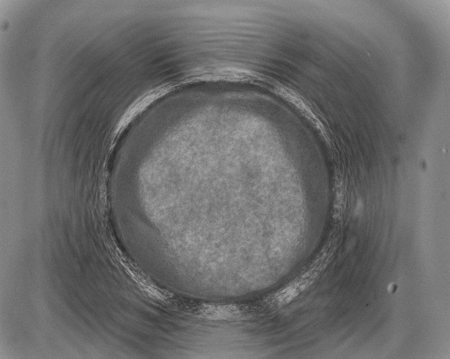 X0000085000978200703191045