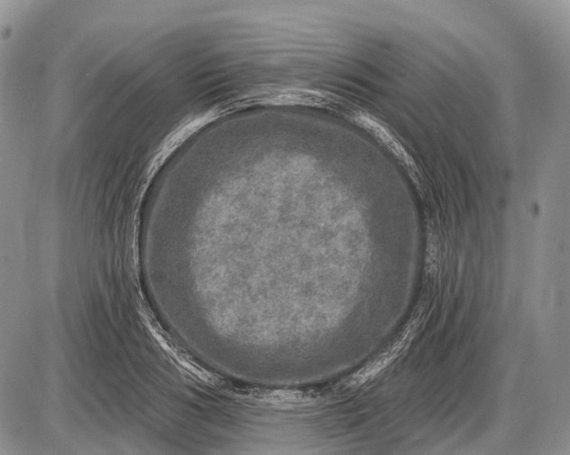 X0000085000986200703191045