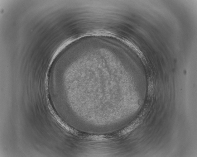 X0000085000990200703191045