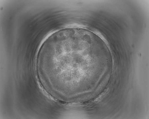 X0000085001008200703191045