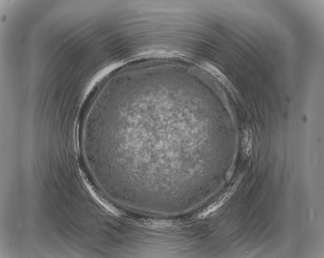 X0000085001030200703191044