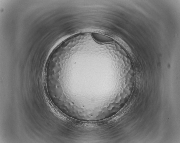 X0000085001044200703191045