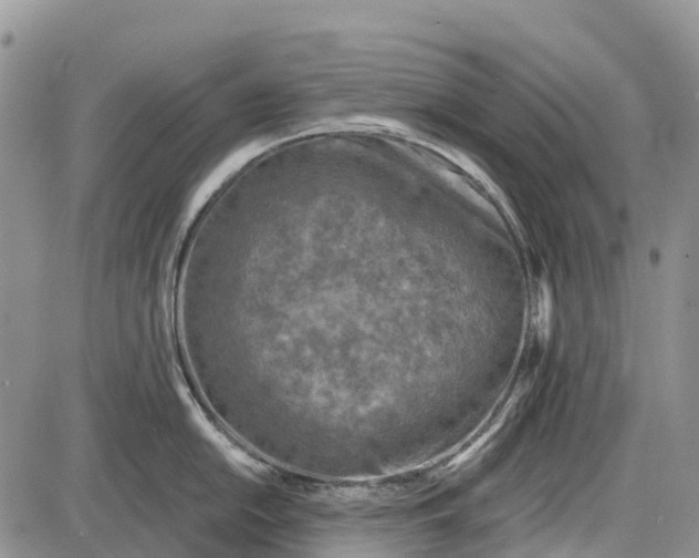 X0000085001054200703191045