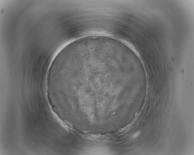 X0000085001056200703191045