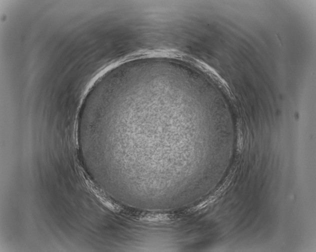 X0000085001174200703191042