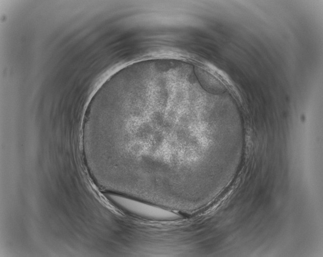 X0000085001236200703191041