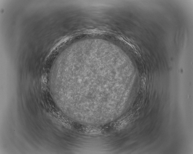 X0000085001254200703191041