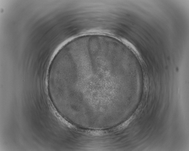 X0000085001288200703191040