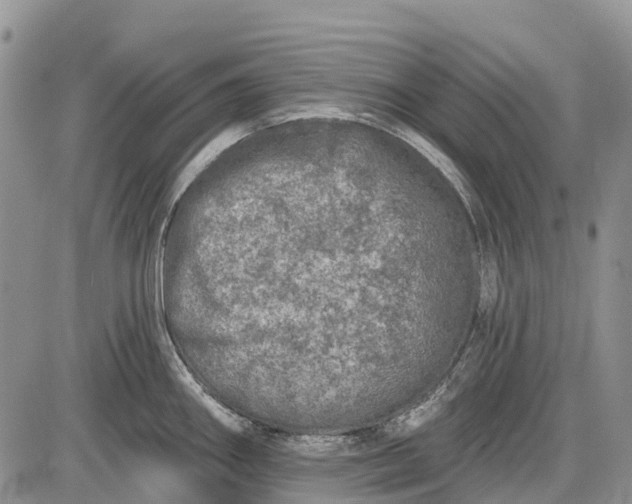 X0000085001290200703191040