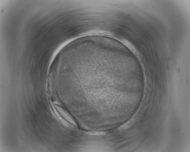 X0000085001296200703191040