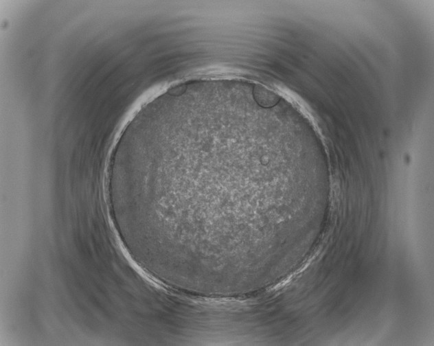 X0000085001429200703191038