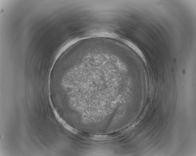 X0000085001439200703191038