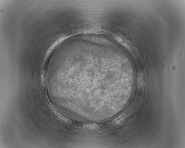 X0000085001454200703191037