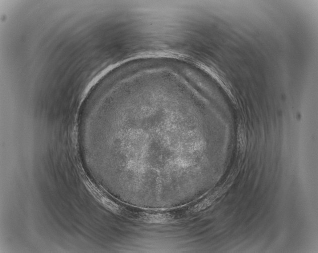 X0000085001460200703191037