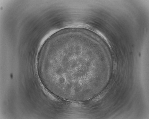 X0000085001480200703191037