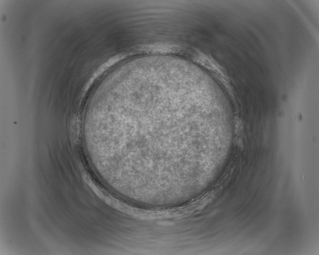 X0000085000012200703261141