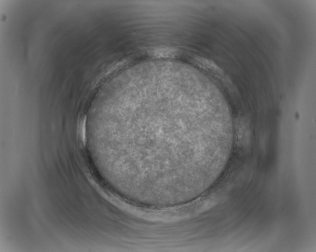 X0000085000028200703261140