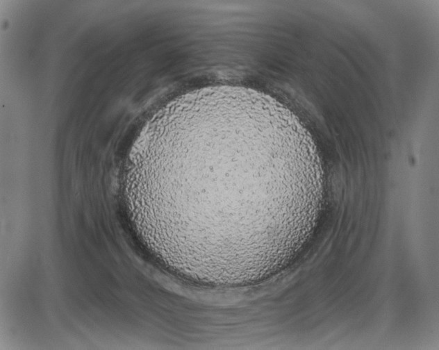 X0000085000032200703261140