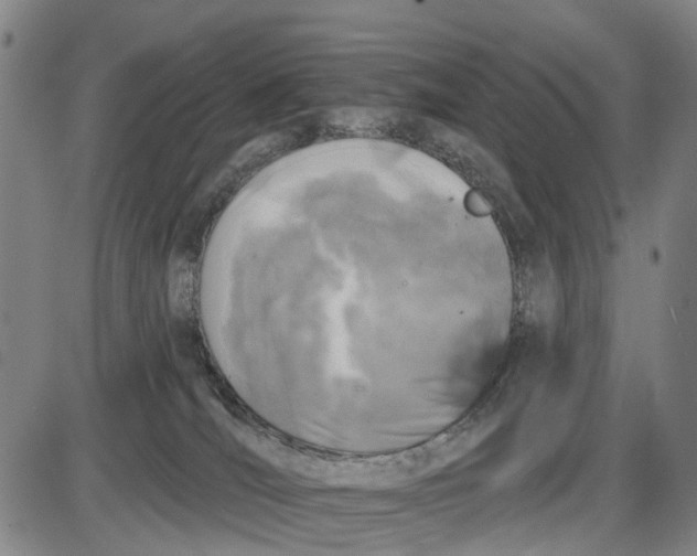 X0000085000036200703261140