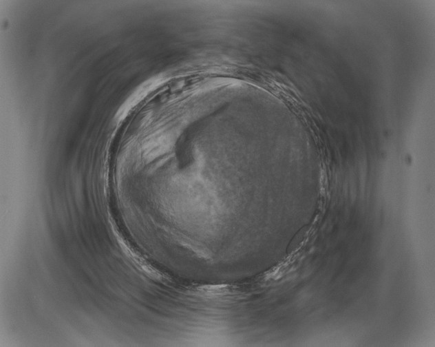 X0000085000054200703261139