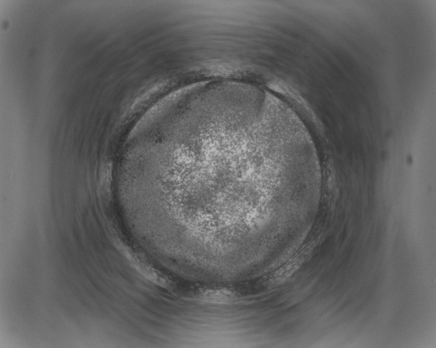 X0000085000066200703261139