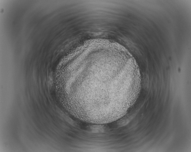 X0000085000085200703261140