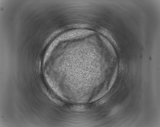 X0000085000110200703261139