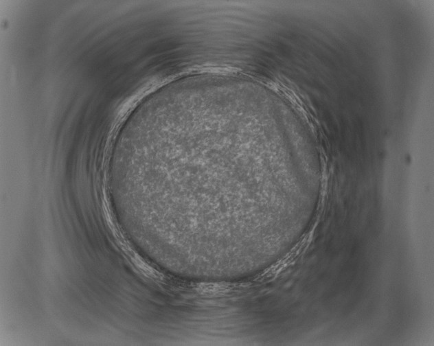 X0000085000145200703261137