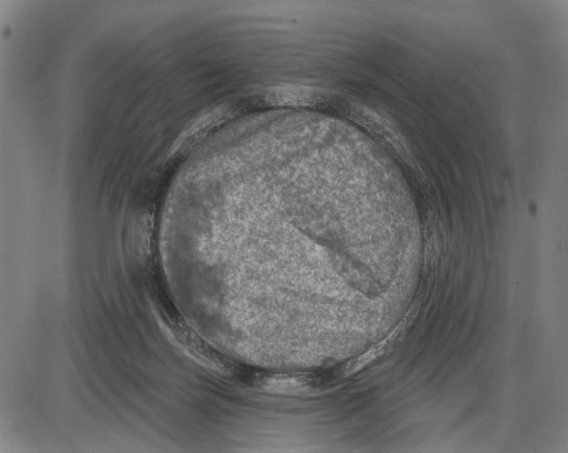 X0000085000171200703261138