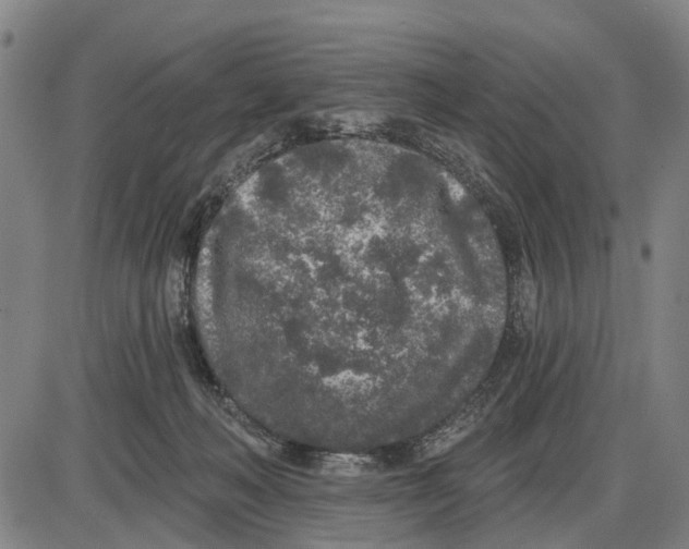 X0000085000222200703261137