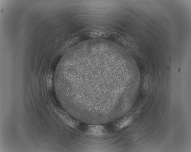 X0000085000226200703261137