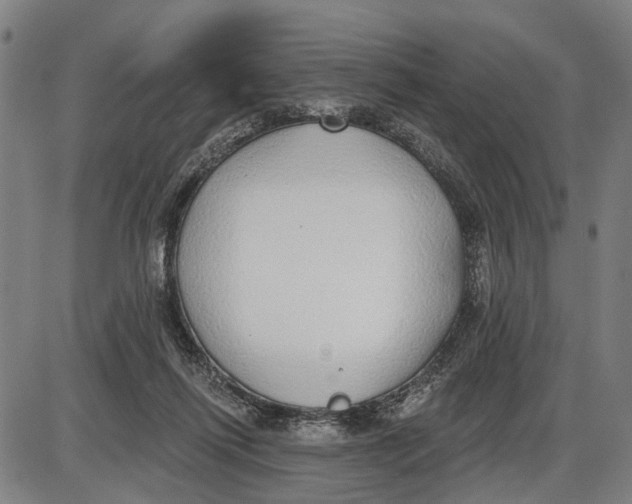 X0000085000262200703261136