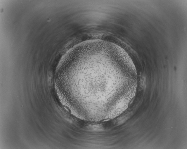 X0000085000283200703261137