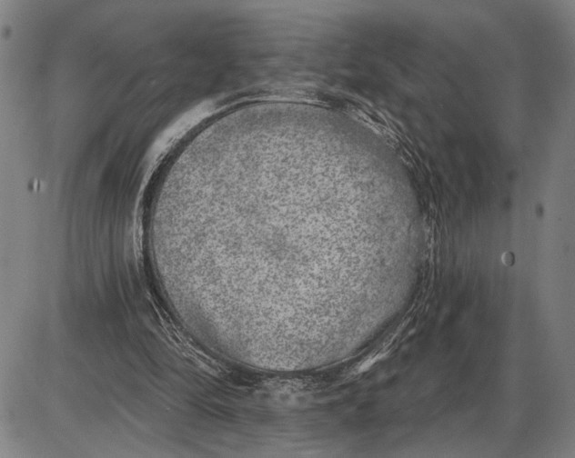 X0000085000294200703261136