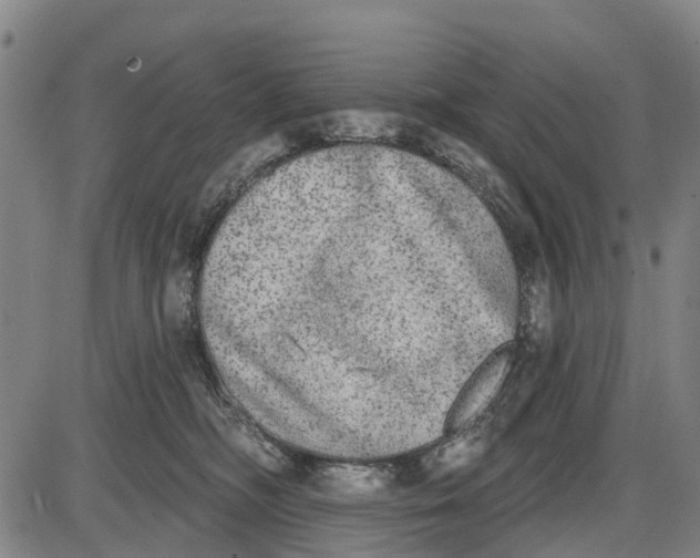 X0000085000326200703261135