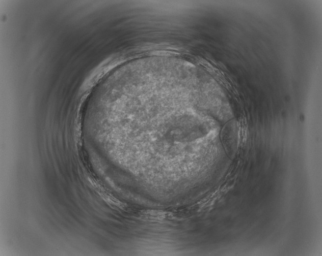 X0000085000339200703261134