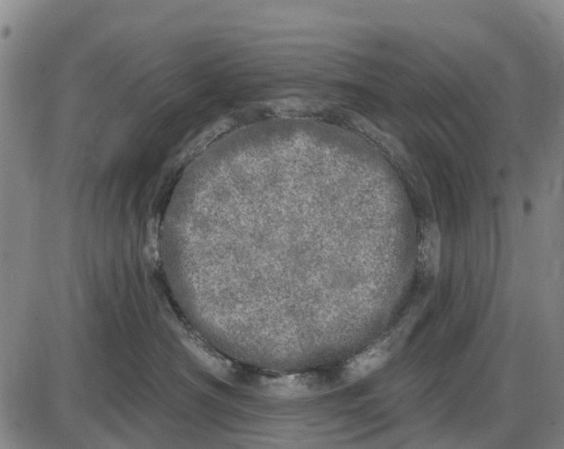 X0000085000430200703261133