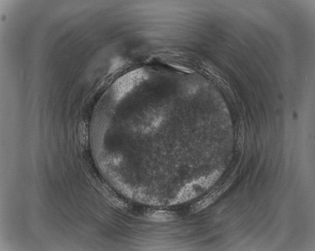 X0000085000467200703261133