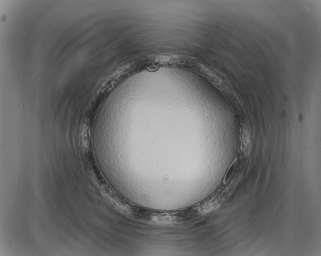 X0000085000470200703261133