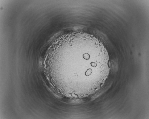 X0000085000527200703261132