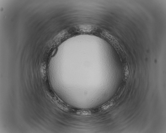 X0000085000559200703261131