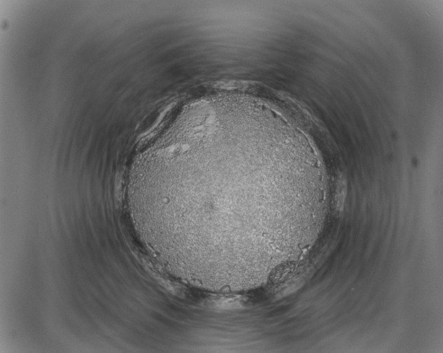 X0000085000569200703261132