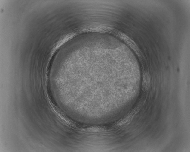 X0000085000578200703261131