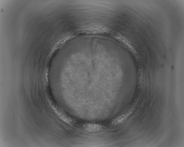 X0000085000590200703261131