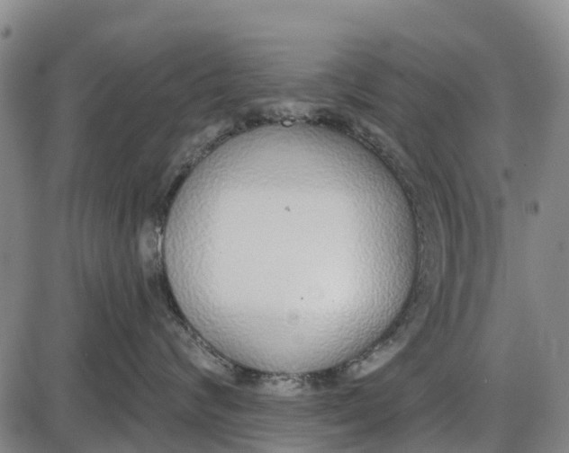 X0000085000624200703261130